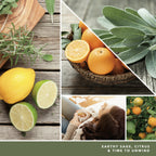 yankee candle SAGE & CITRUS candela profumata media