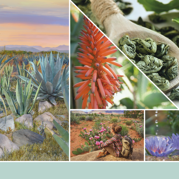 yankee candle ALOE & AGAVE candela profumata media