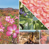 yankee candle DESERT BLOOMS candela profumata piccola
